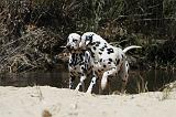 DALMATIEN 330